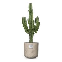 Nr. 207 Euphorbia CHF 189.00 mit Topf