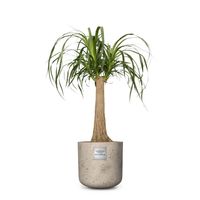 Nr. 205 Beaucarnea recurvata, Elefantenfuss CHF 89.00 mit Topf