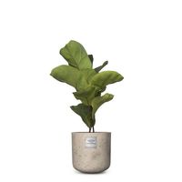 Nr. 206 Ficus lyrata bambino CHF 59.00 mit Topf