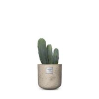 Nr. 214 Myrtillocactus CHF 49.00 mit Topf