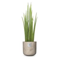 Nr. 210 Sansevieria Mikado, Bogenhanf CHF 79.00 mit Topf