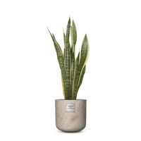 Nr. 208 Sansevieria laurentii, Schwiegermutterzunge CHF 89.00 mit Topf