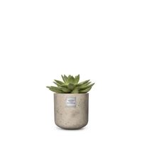 Nr. 212 Echeveria CHF 49.00 mit Topf