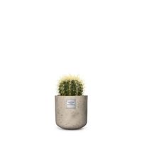 Nr. 213 Echinocactus, Schwiegermutterstuhl CHF 49.00 mit Topf